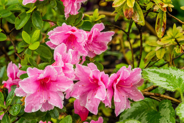 Azaleas in the garden