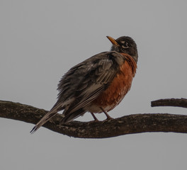 bird on a branch isolated on blueish white background