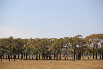 trees and sky