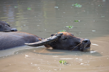 Fototapeta premium buffalo in water
