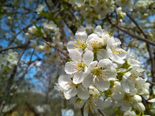 Branch of cherry with beautiful white flowers