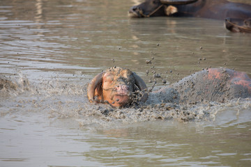 buffalo in water