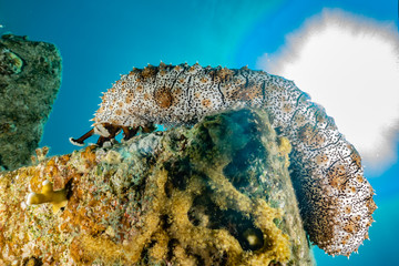 Sea cucumber in the Red Sea Colorful and beautiful, Eilat Israel