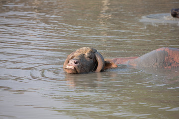 buffalo in water