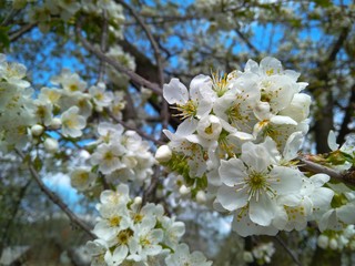 Branch of cherry with beautiful white flowers