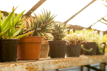 green cactus background . greenhouse .botanic garden