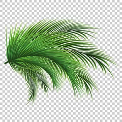 Poster Palm bladeren. Groen blad van palmboom op transparante achtergrond. Bloemen achtergrond. © Yuri Hoyda