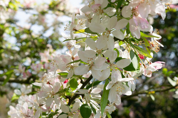 Blooming fruit tree in spring