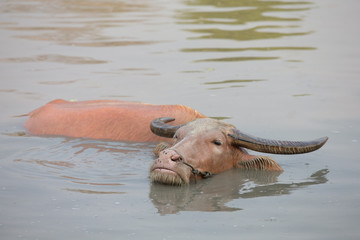 buffalo in water