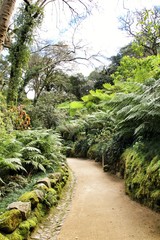 Path between green vegetation in a garden