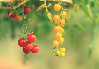 Cluster of cherry tomatoes plant ripening in vegetable garden