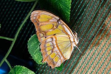 beautiful tropical butterfly on netting. Beauty of nature