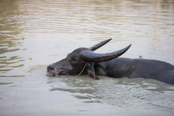 buffalo in water