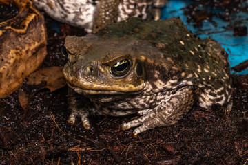 Cane Toad - Bufo marinus - also known as a giant neotropical or marine toad