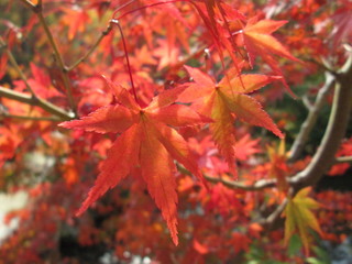 奈良の紅葉