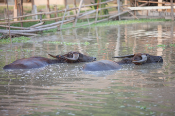 Fototapeta premium buffalo in water