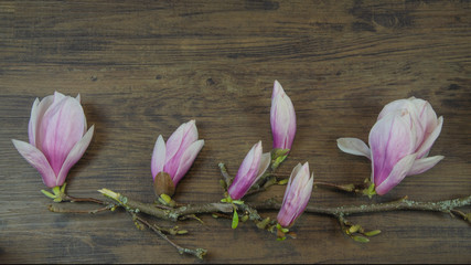 Wunderschöne Magnolien Holz Hintergrund