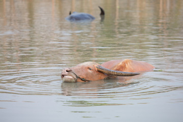 buffalo in water