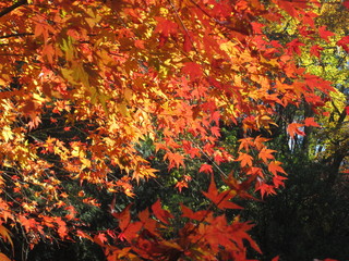 紅葉