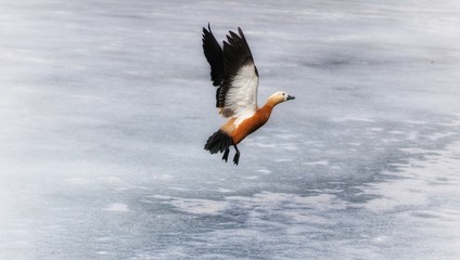 Flight of exotic duck