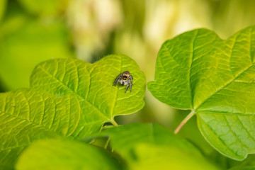 Jumping Spider on Leaf in Springtime