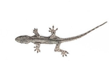 Naklejka premium Lizard on a white background