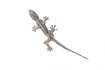 Lizard on a white background