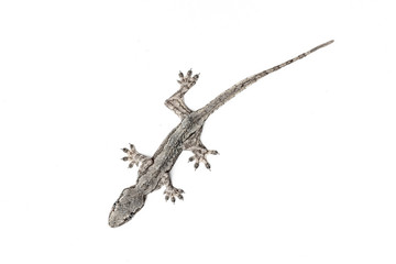 Naklejka premium Lizard on a white background