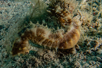 Sea ​​horse in the Red Sea Colorful and beautiful, Eilat Israel
