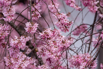Weeping cherry blossom, Sakura