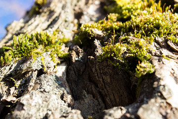 tree bark on the background of the sun