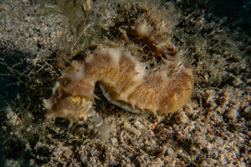 Sea ​​horse in the Red Sea Colorful and beautiful, Eilat Israel