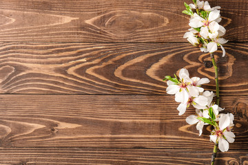 Beautiful blossoming branch on wooden background