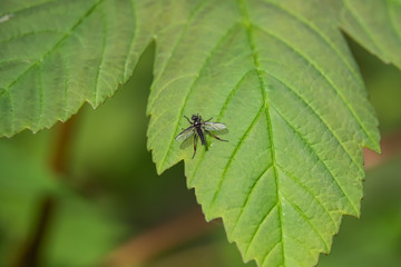 St. Mark's Fly on Leaf in Springtime
