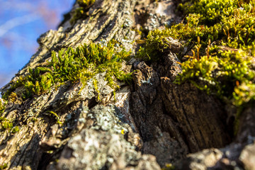 tree bark on the background of the sun