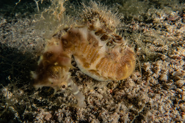 Sea ​​horse in the Red Sea Colorful and beautiful, Eilat Israel