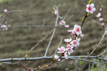 Pink peach flowers on branch.