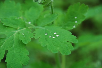 water drops on green leaf