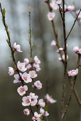 Pink peach flowers on branch.