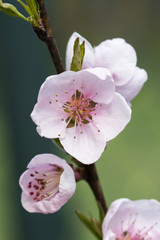 Pink peach flowers on branch.