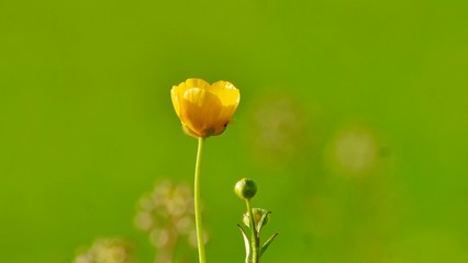 Schlichte einzelne gelbe Butterblume vor grünem, unscharfem Hintergrund