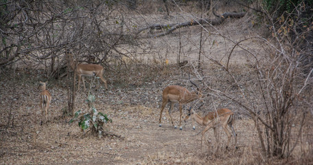 Impala antelope Zambia Africa