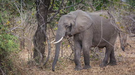 Elephants Zambia Africa