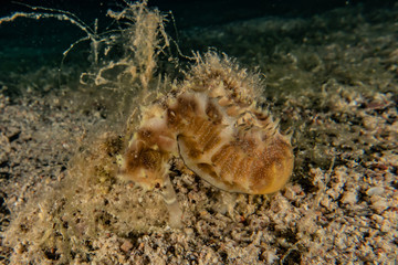 Sea ​​horse in the Red Sea Colorful and beautiful, Eilat Israel