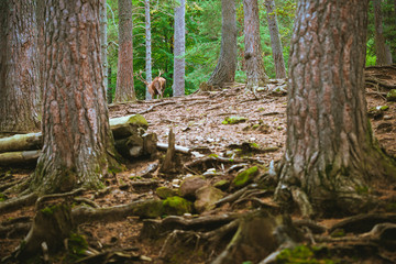 stag with large antler walking into the forest