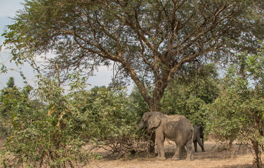 Naklejka premium Elephants Zambia Africa