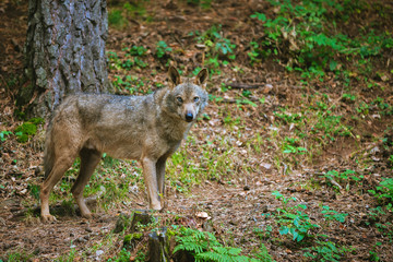 wolf in the forest looking at camera