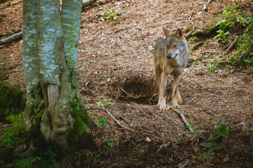 wolf in the forest