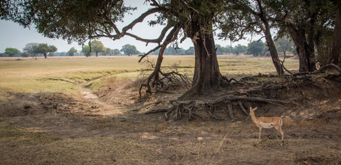 Fototapeta premium Impala antelope Zambia Africa