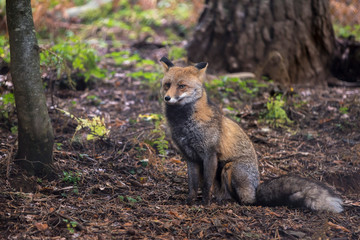 fox sitting in the forest looking to the front